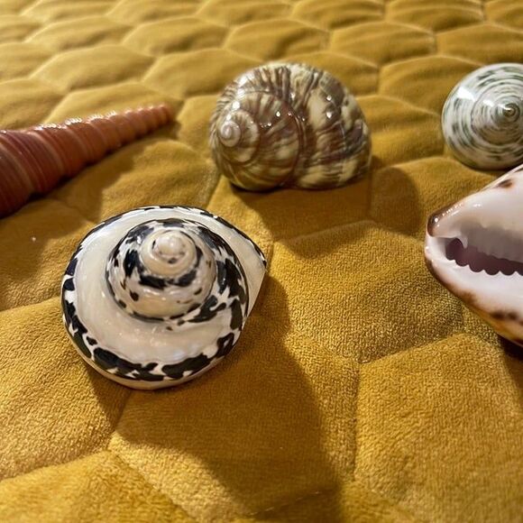seashells(5) - Picture 4 of 7